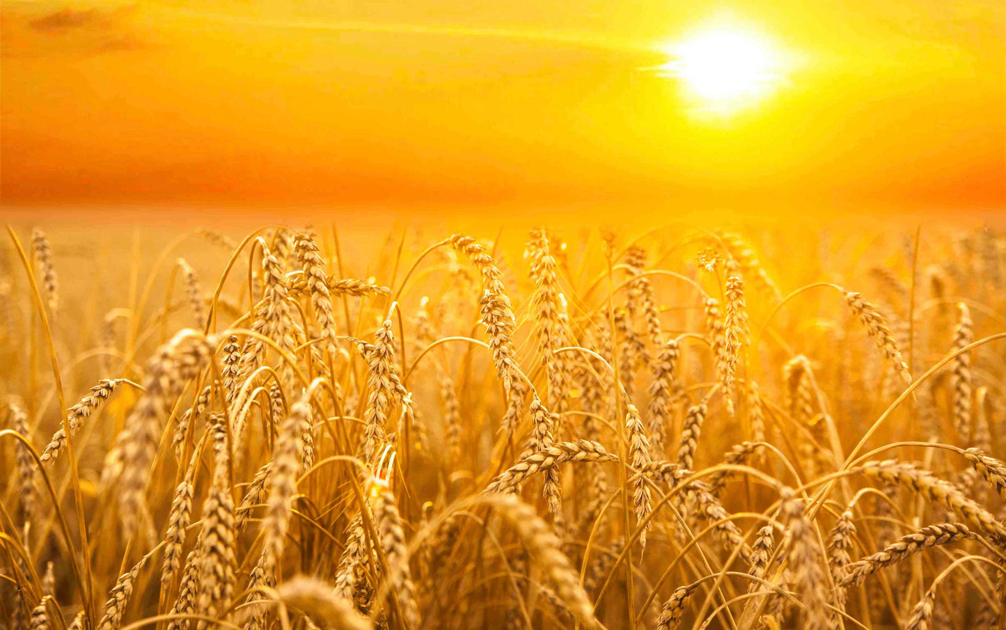 SAP IBP for Harvest Front Planning